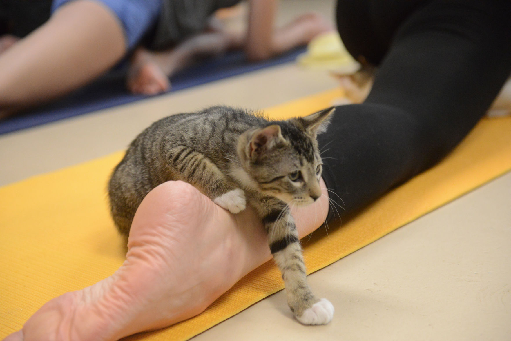 Cat Yoga at Aggieland Humane Society